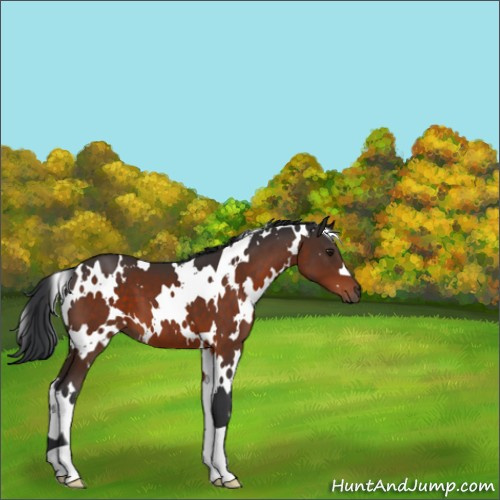 Horse Color:White Spotted Brown 