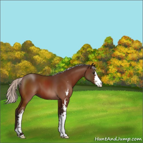 Horse Color:Silver Bay Sabino 