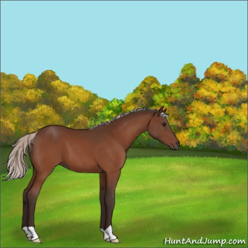 Horse Color:Silver Bay 