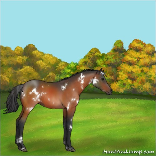 Horse Color:White Spotted Bay 