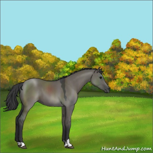 Horse Color:Grullo Sabino 