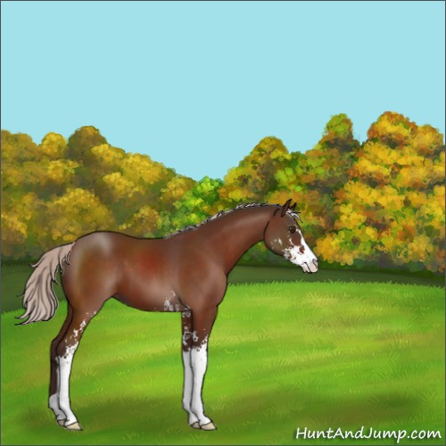Horse Color:Silver Brown Sabino 