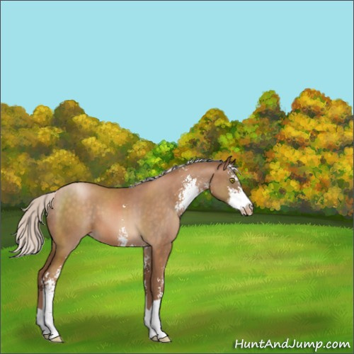 Horse Color:Silver Brown Pearl Sabino 