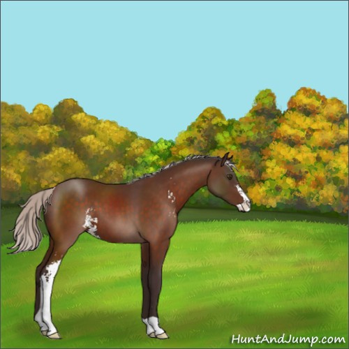 Horse Color:Silver Brown Sabino 