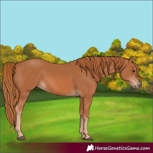 Horse Color:Chestnut 