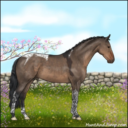 Horse Color:Brown Dun Tobiano 