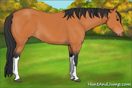Horse Color:Unknown 