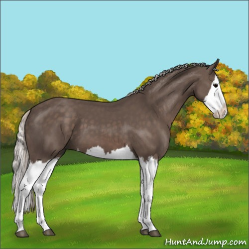Horse Color:Silver Black Splash 