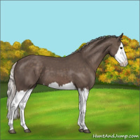 Horse Color:Silver Black Splash 