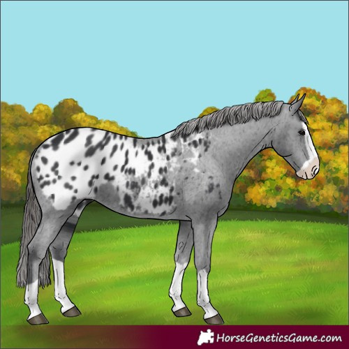 Horse Color:Black Splash Appaloosa
