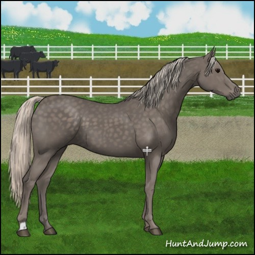 Horse Color:Silver Black 