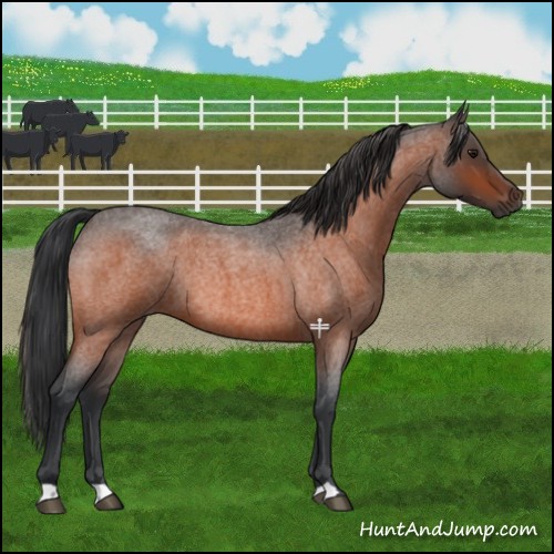 Horse Color:Bay Roan Rabicano 