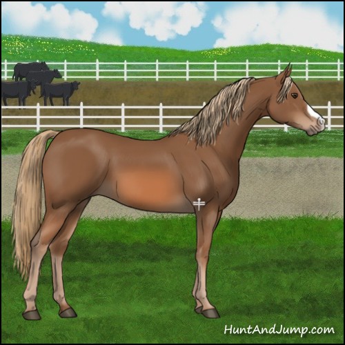 Horse Color:Chestnut 