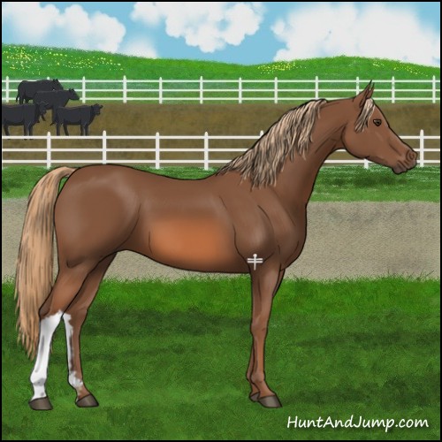 Horse Color:Chestnut 
