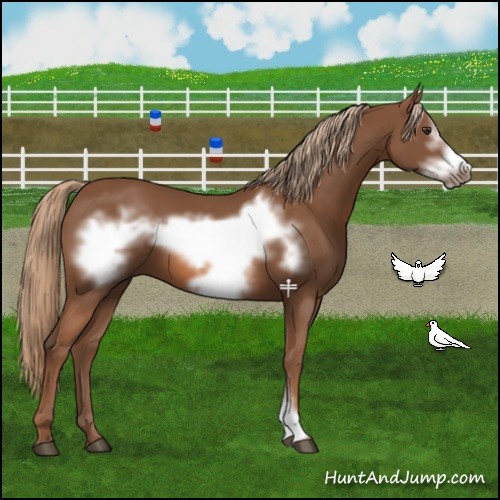 Horse Color:Chestnut Frame 