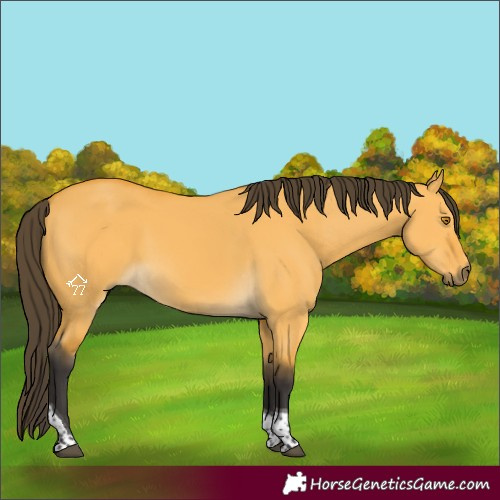 Horse Color:Buckskin Dun Tobiano