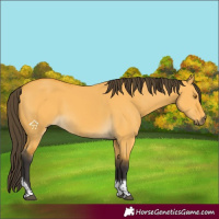 Horse Color:Buckskin Dun Tobiano 