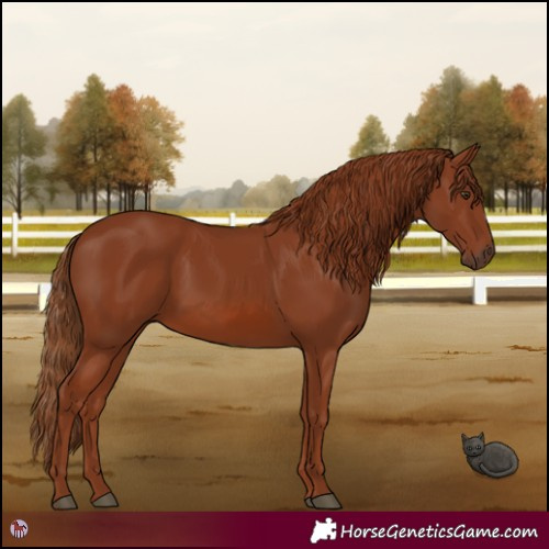 Horse Color:Chestnut 