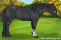Horse Color:Black and Black Rabicano