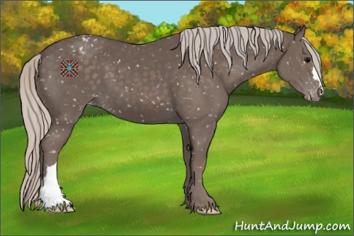 Horse Color:Silver Black Appaloosa 