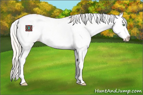 Horse Color:White Spotted Silver Sable Cream Champagne Dun Splash Appaloosa 