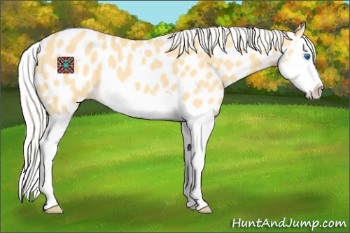 Horse Color:Silver Amber Cream Champagne Dun Splash Appaloosa 