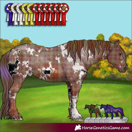 Horse Color:Plaid  White Spotted Chestnut 