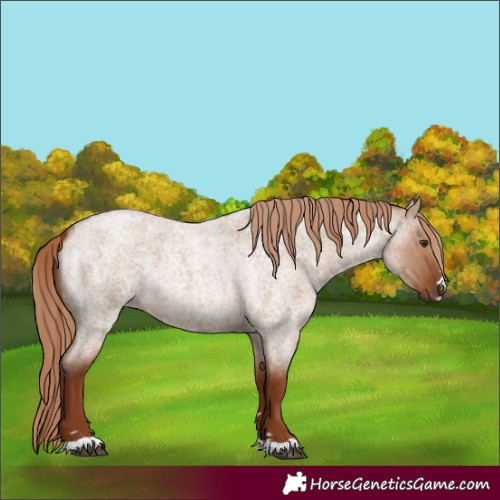 Horse Color:Red Dun Roan 