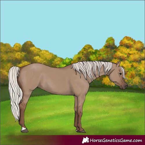 Horse Color:Silver Grullo 
