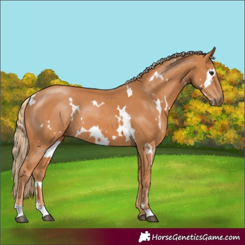 Horse Color:White Spotted Chestnut 