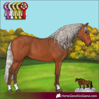 Horse Color:Silver Bay 