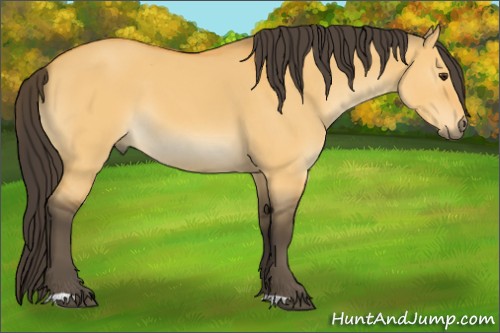 Horse Color:Buckskin Dun 
