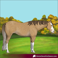 Horse Color:Classic Cream Champagne Splash 