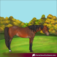 Horse Color:Bay 