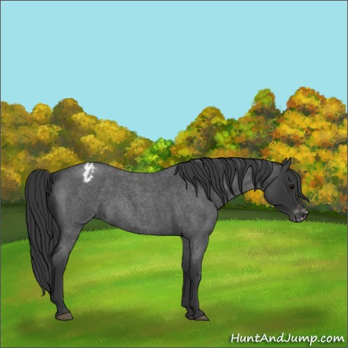 Horse Color:Blue Roan Appaloosa 