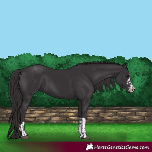 Horse Color:Smoky Black and Smoky Black