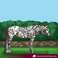 Horse Color:Liver Chestnut Snowflake Varnish and Bay Blanket 