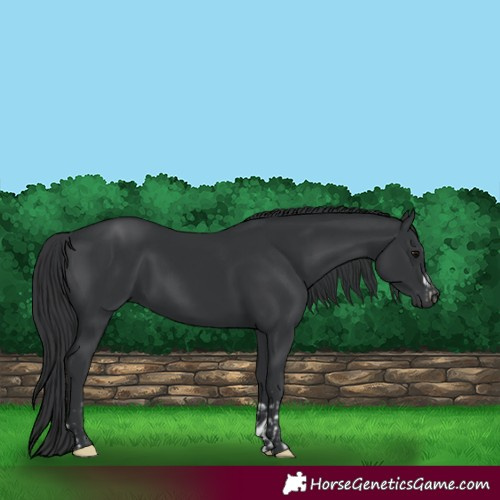 Horse Color:Black  and Black 