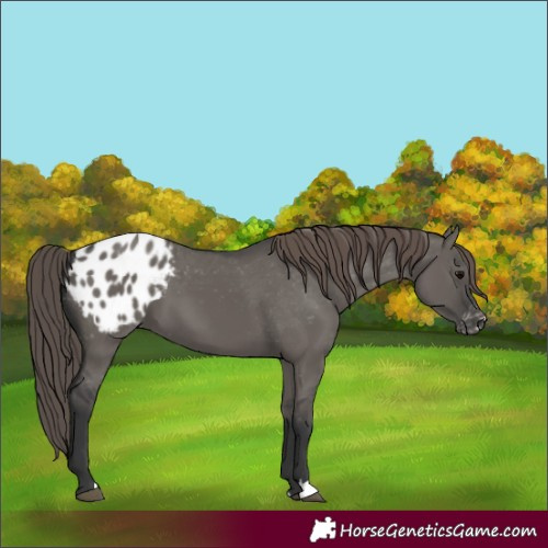 Horse Color:Grullo Appaloosa 