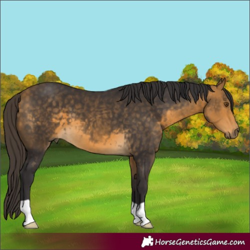 Horse Color:Buckskin 