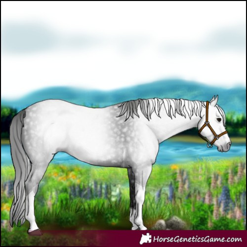 Horse Color:Gray Black Tobiano 