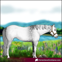 Horse Color:Gray Black Tobiano 