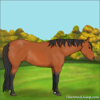 Horse Color:Bay Rabicano 