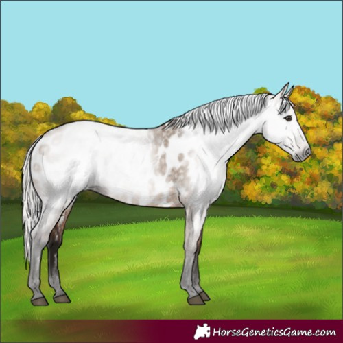 Horse Color:Gray Silver Brown Dun Near Leopard