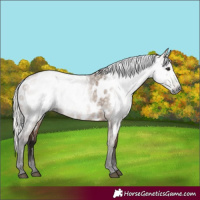 Horse Color:Gray Silver Brown Dun Near Leopard 