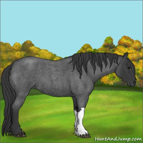 Horse Color:Blue Roan 