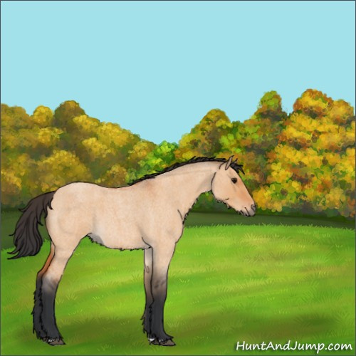 Horse Color:Bay Roan Dun 