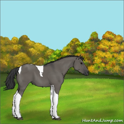 Horse Color:Grullo Tobiano 
