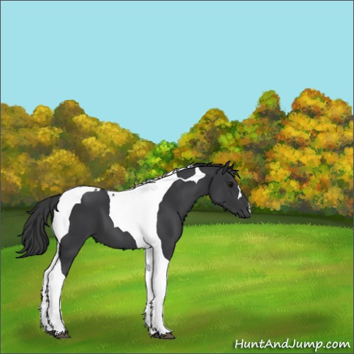 Horse Color:Black Tobiano 