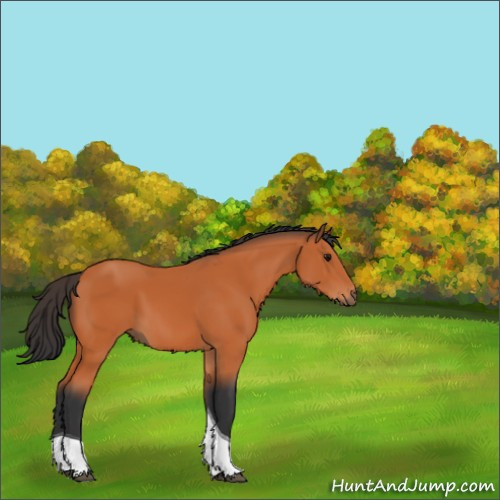 Horse Color:Bay Tobiano 